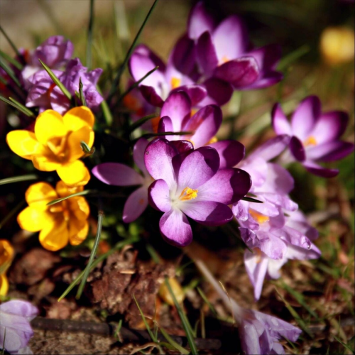 Im Perin by Halva Band - imusic.am