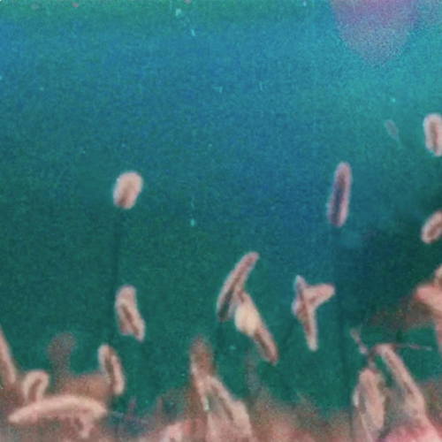 Hask by Hogh - imusic.am