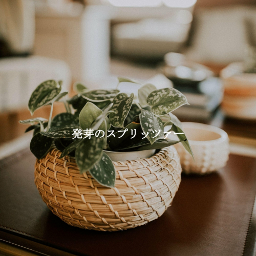 発芽のスプリッツァー by New York Jazz Trio, New York Jazz Lounge - imusic.am