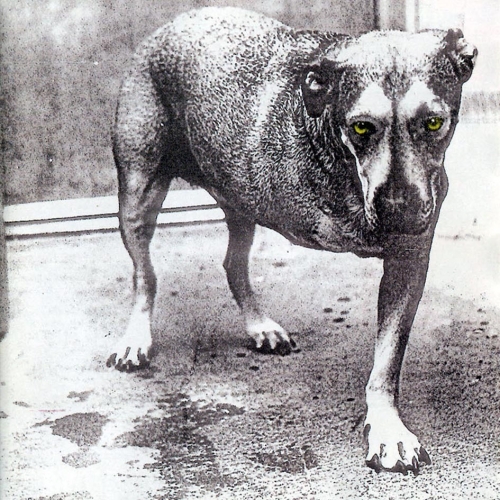 Alice In Chains by Alice In Chains - imusic.am