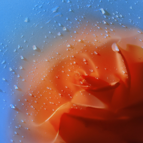 Delphinium Blue by Cassandra Jenkins - imusic.am