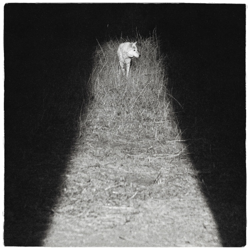 Bliss by Zacari - imusic.am