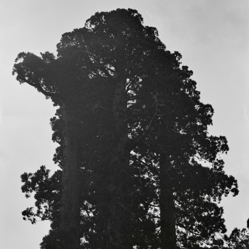 Ever-Shifting, Continual Blossoming by Chance Peña - imusic.am