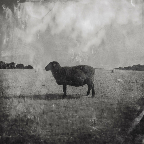 Black Sheep by Ben Fuller - imusic.am