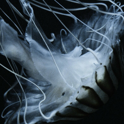 Lotus Eater by The Horrors - imusic.am