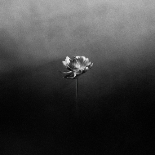 Free by Little Simz - imusic.am