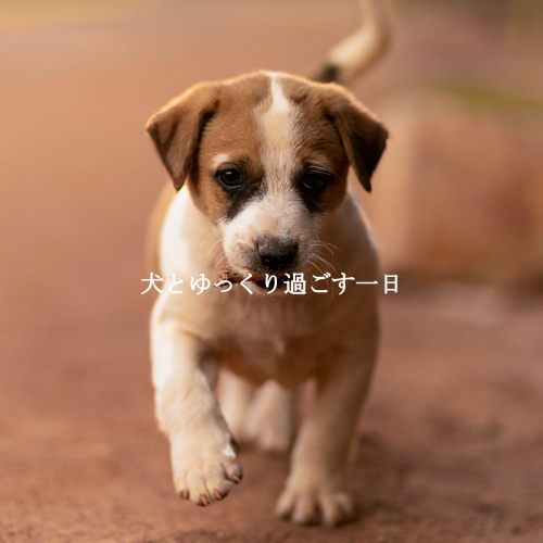 犬とゆっくり過ごす一日 by Lounge Chill Out, French Cafe Jazz Classics - imusic.am