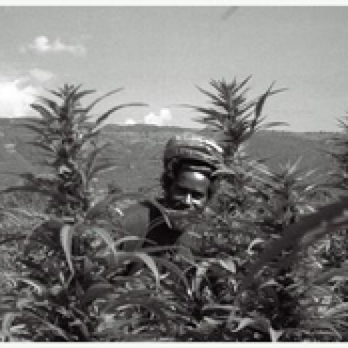 Max Romeo - imusic.am