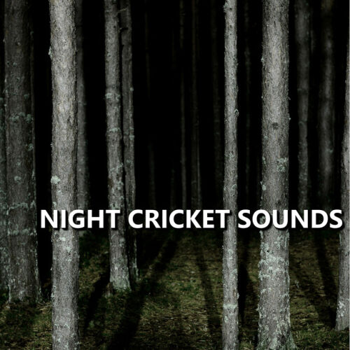 Cricket - imusic.am
