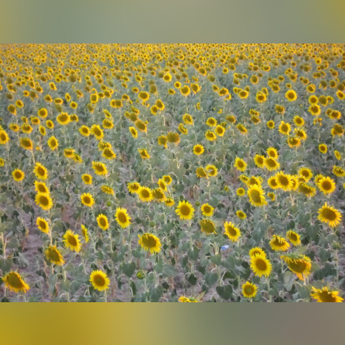 Balads By Frandisco - imusic.am