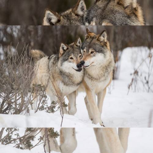 Rock Stars By Scooter - imusic.am