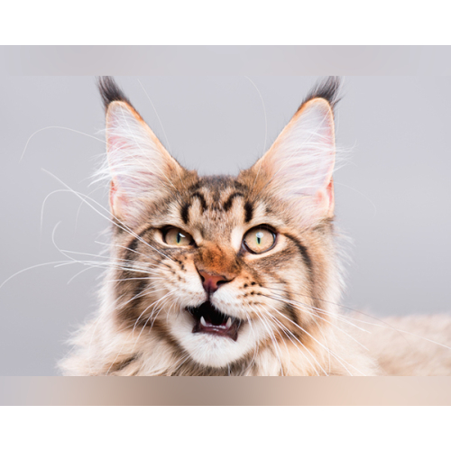 school music By Sky12 - imusic.am