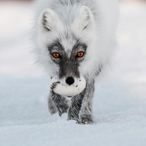 My playlist! ^﹏^ By _dragon.fox_ - imusic.am