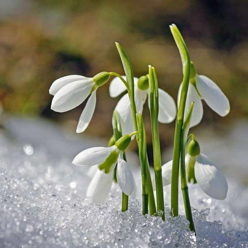 Eloyan-Spring By Anna Eloyan - imusic.am